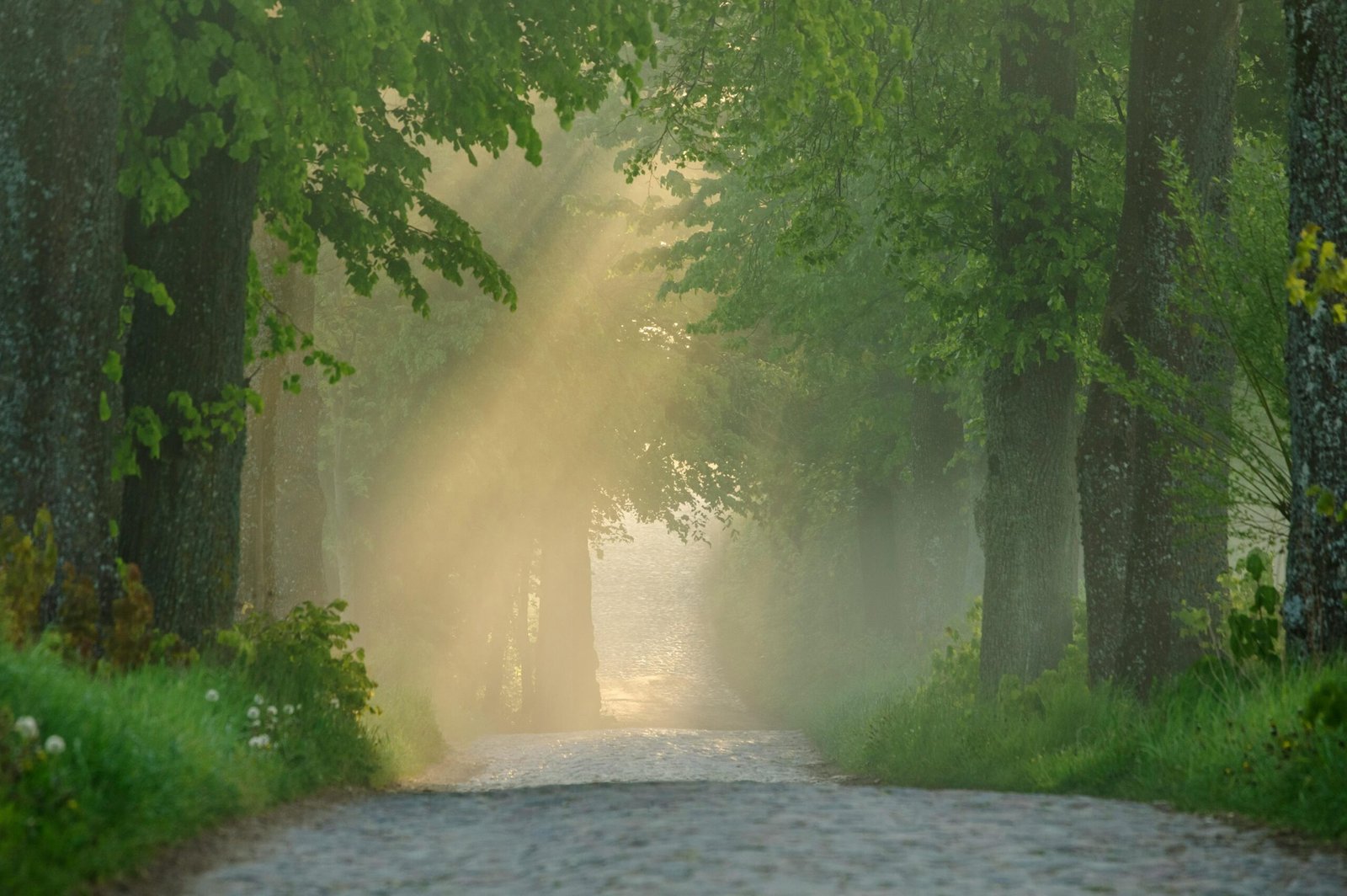 ☕🛕 One Day Trip Kanchanaburi: Cafe Hopping + Wat Tham Sua – A Must-Do Itinerary